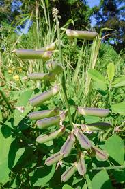 Image result for Crotalaria reptans- intermediates with pisicarpa