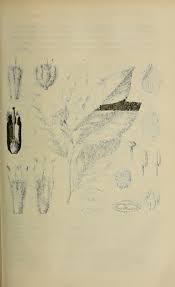 Image result for Synandrodaphne paradoxa