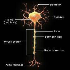 Neurons Myelin Sheath And The Endoneurium Neurons Human Anatomy And Physiology Anatomy And Physiology