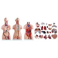 Human torso models are both complex and rich in detail as they torso contains many vital organs. Human Torso Anatomical Models Perfect For Classrooms Clinics