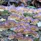 Fall Fungi Foray event in Florence, AL