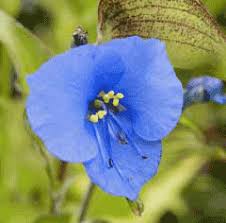 Image result for Commelina aspera