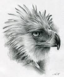 Black And White Eagle Painting How To Draw Eagles How To Draw Philippine Eagle Eagle Drawing Philippine Eagle Eagle Painting