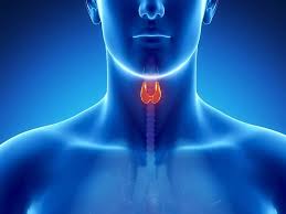 Image result for Thyroxine