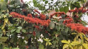 Image result for Combretum mkuzense