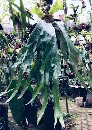 Image result for Platycerium stemaria