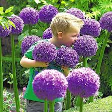 Flower bulbs spruce up the spring and summer garden with brightly colored flowers. Giant Allium Gladiator Fall Flower Bulbs Eden Brothers