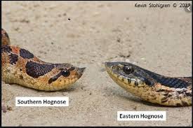 Hognose snakes can be found in the eastern half of the united states from southern florida north to central new england, the great lakes region, and some regions of southern canada. The Daily Bucket Southern Hognose Snake