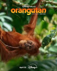 Earth Day plans set. Stream Disneynature's Orangutan, narrated by Josh Gad,  tomorrow only on Disney+.