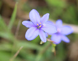 Image result for Aristea angolensis