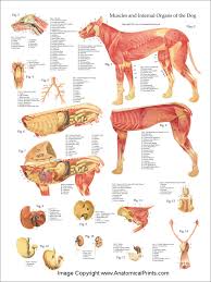Hematopoiesis organ that produces lymphocytes. Dog Anatomy Poster Set 18 X 24