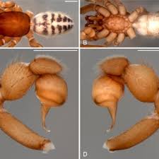 Image result for Panicum habrothrix