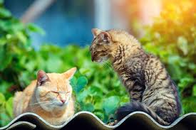 Cats often greet each other by touching noses or rubbing against each other. Why Do Cats Nibble Lick Each Other S Ears Little Miss Cat