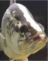 Berapa harga jenis ikan kakap per kilo dipasaran dan dijual dengan harga berapa ikan kakap putih dan. Karakteristik Dan Keunikan Ikan Kakap Putih Barramundi Yang Perlu Angler Ketahui Aliems Journey