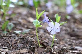 Vinca minor is mild to moderately toxic when ingested. Growing Periwinkle Vinca Minor How To Care For This Ground Cover Plantopedia