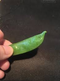 They are bright green and contain a pod that holds peas inside. I Bought Some Sugar Snap Peas And Most Of Them Have These Little Black Spots On The Pods What Are The Spots Caused By And Are The Peas Safe To Eat