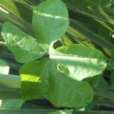 Image result for Coccinia adoensis