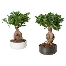 Ficus Microcarpa Ginseng Bonsai Assorted Colours Potted Plant With Pot Diameter Of Plant Pot 22 Cm Ikea Ginseng Plant Ficus Microcarpa Easy Care Plants