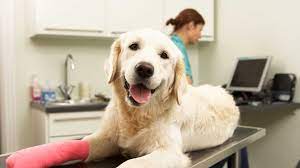 Dental care for cats & dogs. Veterinary Dental Services Animal Care Unlimited Columbus Oh