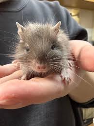 Petshop-Ricky