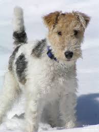 Find your favorite puppy here. Foxterrier Drahthaar Foto 22148 Hundund De