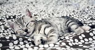 kotenok est napolnitel dlya tualeta chto delat