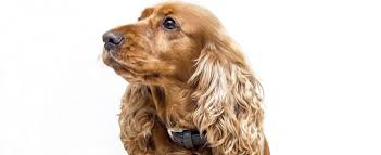 By the late 17th century, spaniels had been specialized into water and land breeds. Englischer Cocker Spaniel Tiermedizinportal