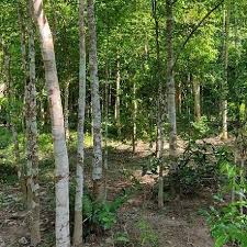 Poachers had scraped off the bark to allow agarwood or oodh (or just agar) is a dark resinous heartwood that forms in aquilaria and gyrinops1. Agarwood Seeds Eaglewood Aquilaria Crassna For Sale