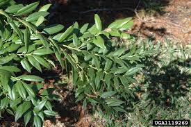 Image result for Agarista