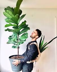 Image result for Senecio oxyriifolius