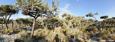 Image result for Sclerodactylon macrostachyum