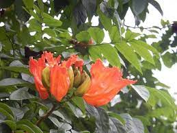 Palash Up Close Taken At Club Mahindra Kodagu Valley Coorg Flowers Plants Landscape