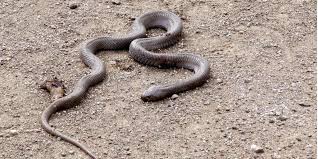 Sie wurden für zahlreiche menschliche todesfälle verantwortlich gemacht, und afrikanische mythen übertreiben ihre fähigkeiten zu legendären proportionen. Tschechien Schwarze Mamba Beisst Besitzer