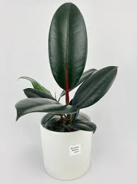 Image result for Ficus bubu