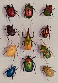 Usta National Geographic Fotografcilarinin Objektifinden Az Bilinen 50 Muhtesem Kare Vol 2 Beautiful Bugs Beetle Insect Insect Art