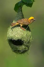 Birds That Start With Bu Mimar Muhendis Cik Cik Nidos De Aves Aves Ave Silvestre