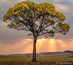 Image result for Schizolobium parahyba