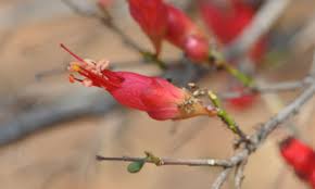 Image result for Sterculia rogersii