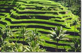 We will be returning all calls on monday july 5. Making A Terrace Garden Backyard Garden Landscape Terrace Garden Garden Ideas Ireland