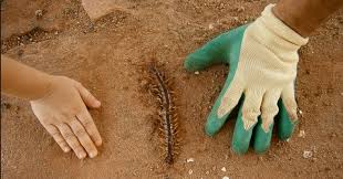 House centipedes typically do not try to bite humans because they don't. How To Get Rid Of House Centipedes Fast Symptoms Of A House Centipede Bite Know How To Deal With It If It Happens To You