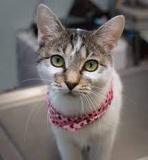 Adopt Lc Lynda Carter On Petfinder Cat Adoption Crazy Cats Cute Cats