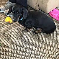 Dogs and puppies cats and kittens horses rabbits birds snakes guinea pigs ducks hamsters chickens rats turtles gerbils ferrets chinchillas goats. Litchfield Il Dachshund Meet Wiener A Pet For Adoption Dachshund Pet Adoption Dachshund Love