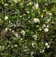 Winter S Snowman Ice Angels Camellia Thrives In Zones 6 10 Where It Can Get Down To 10 Degrees Pink Buds Open To Wh Camellia Tree Monrovia Plants Camellia