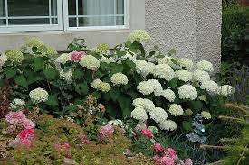 Annabelle Hydrangea Hydrangea Arborescens Annabelle At Shelmerdine Garden Center Hydrangea Arborescens Annabelle Annabelle Hydrangea Arborescens