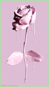 Wallpaper Tumblr A Rose Is A Rose Pink Plants Flowers Flowers Pink Plants Rose Rose Wallpaper Flower Wallpaper Beautiful Wallpapers