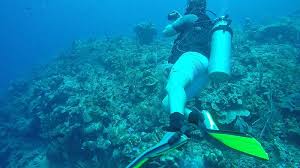 We did not find results for: The Best Place To Get Scuba Certified In The Caribbean Uponarriving