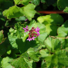 Image result for Pelargonium grossularioides