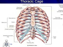 They articulate with the vertebral column posteriorly, and terminate anteriorly as cartilage (known as costal cartilage). Thoracic Cage Anatomy