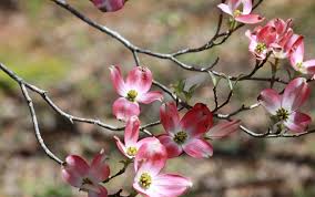 The popular varieties in pink are the profusion crab apple which yields deep pink flowers and the the pink flowering dogwood tree is one of the most popular. How To Grow Dogwood University Of Maryland Extension