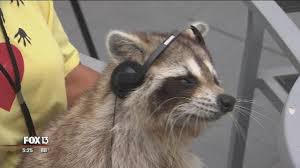 The word raccoon can be spelt with, or without a double c, and therefore can alternatively be spelt racoon. Raccoon Blinded By Golfer S Club Now Encourages Respect For Wildlife Youtube